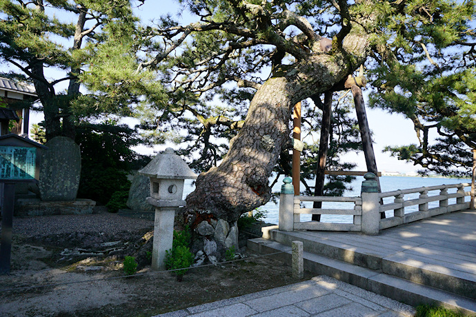 浮御堂の松