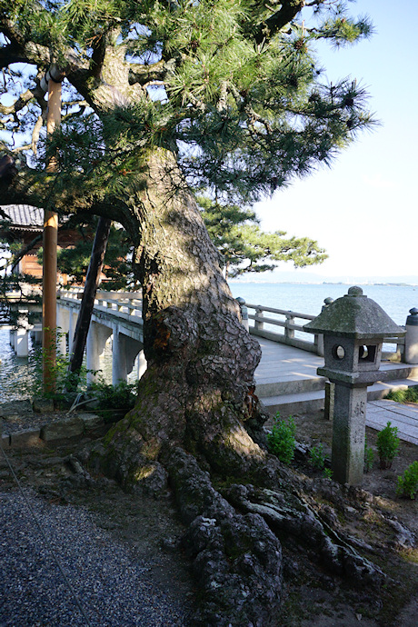 浮御堂の松