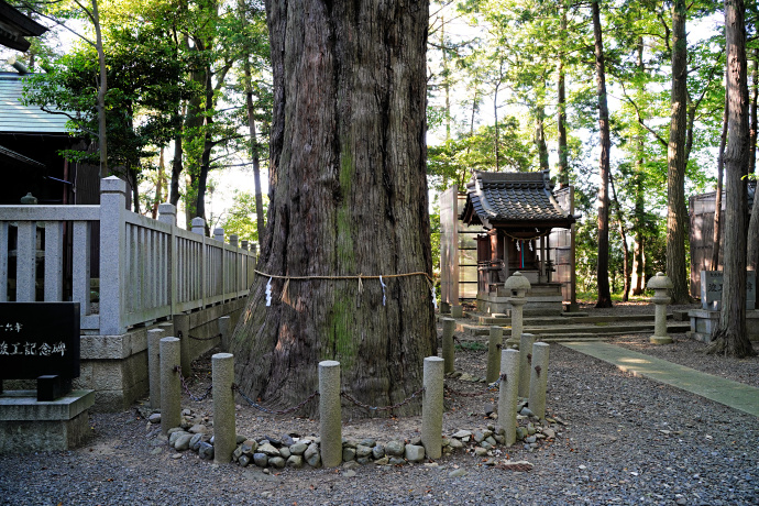 宇根春日神社のスギ