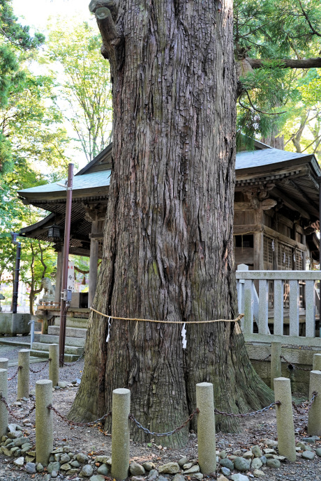 宇根春日神社のスギ