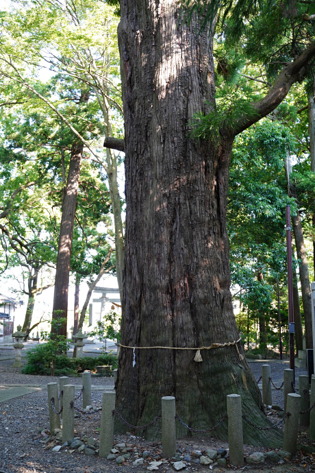 宇根春日神社のスギ