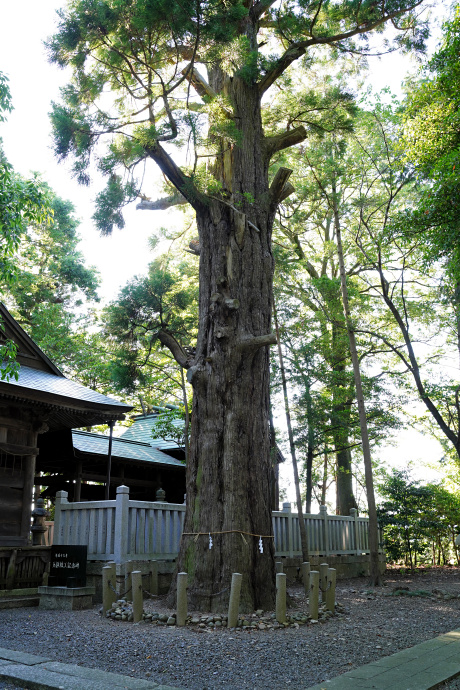 宇根春日神社のスギ