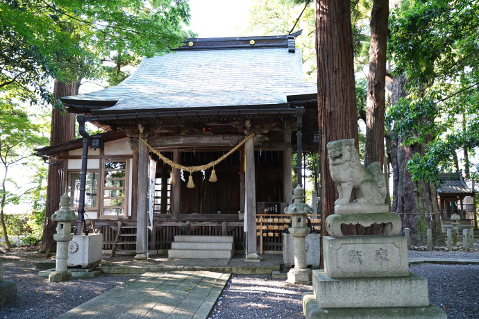 宇根春日神社拝殿とスギ