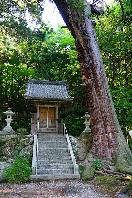 薬師如来堂のスギ