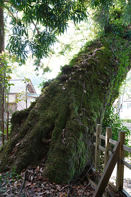 雨引神社のタブノキ