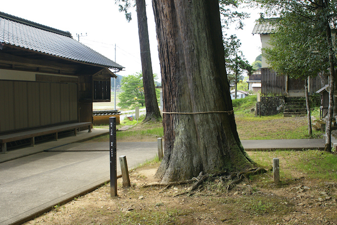 阿良須神社のスギ