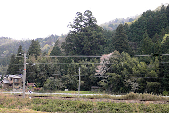 朝倉神社の大杉と山陰本線