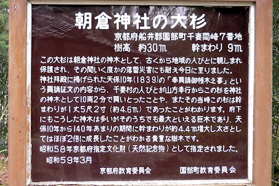 朝倉神社の大杉説明板