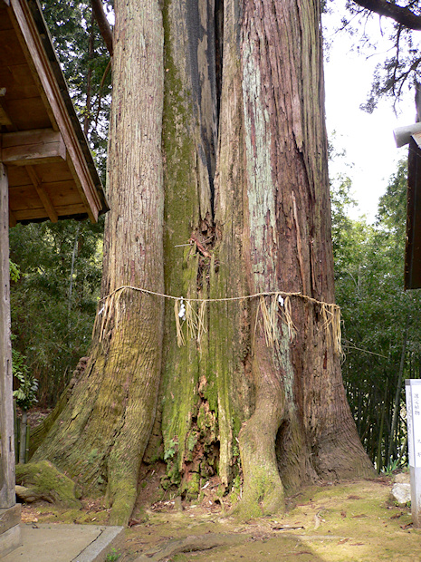 朝倉神社の大杉