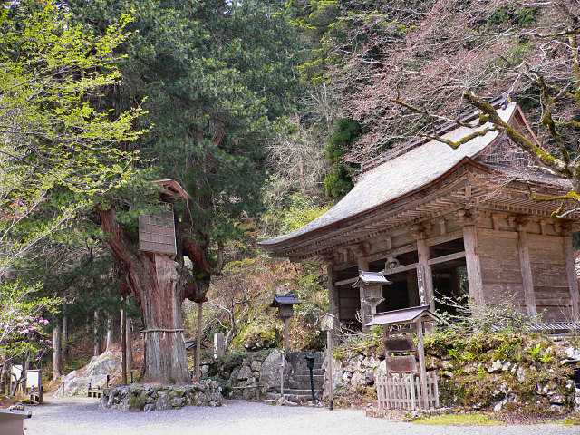 峰定寺のコウヤマキ