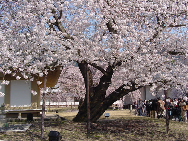 醍醐寺・霊宝館の桜