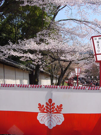 醍醐寺の桜・桐の紋