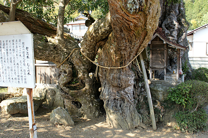 大神宮のかごの木