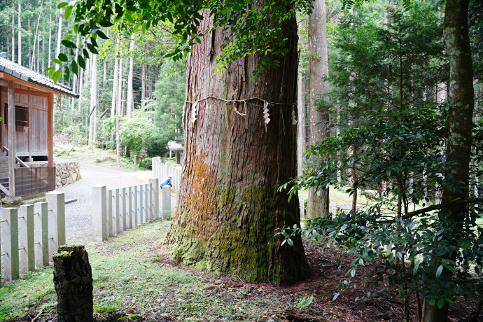 江文神社の大杉