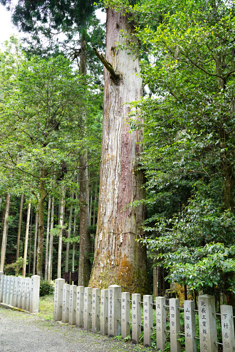 江文神社の大杉