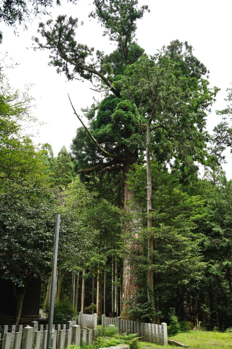 江文神社の大杉