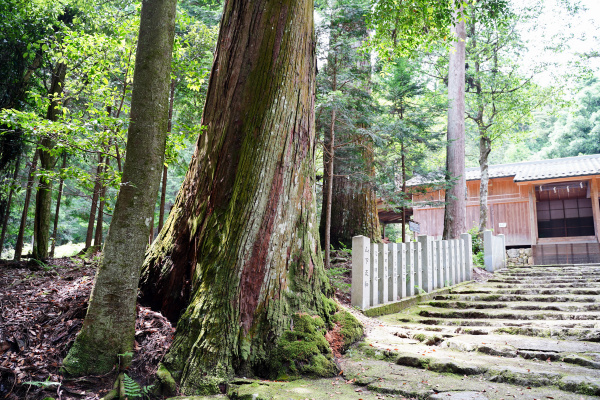 江文神社の大杉