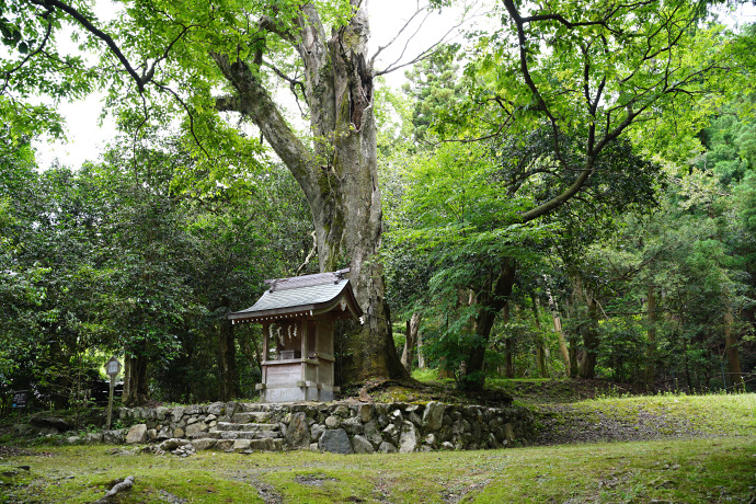 江文神社御旅所のケヤキ