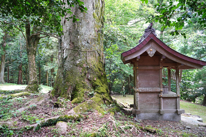 江文神社御旅所のケヤキ