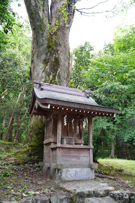 江文神社御旅所のケヤキ