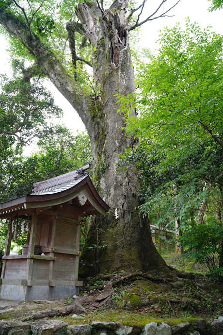 江文神社御旅所のケヤキ