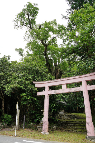 江文神社御旅所のケヤキ