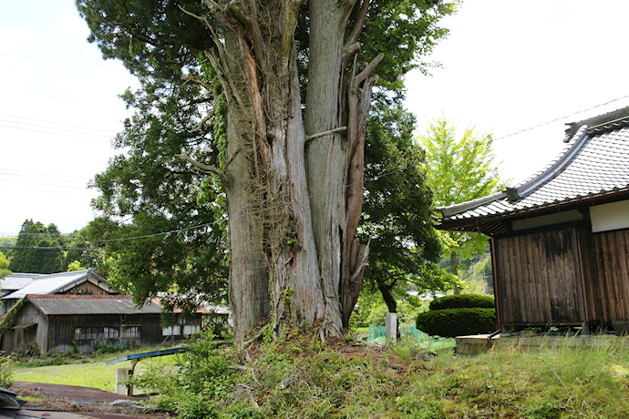 福常寺のヒノキ