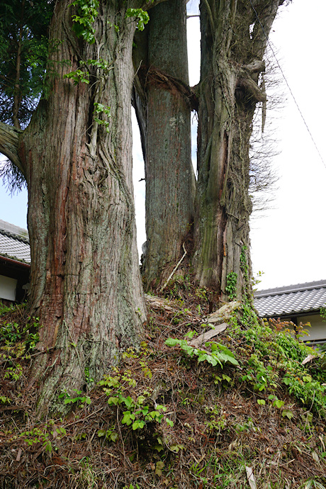 福常寺のヒノキ