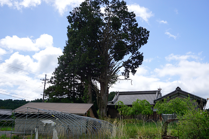 福常寺のヒノキ