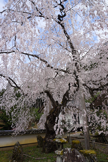 福徳寺のかすみ桜