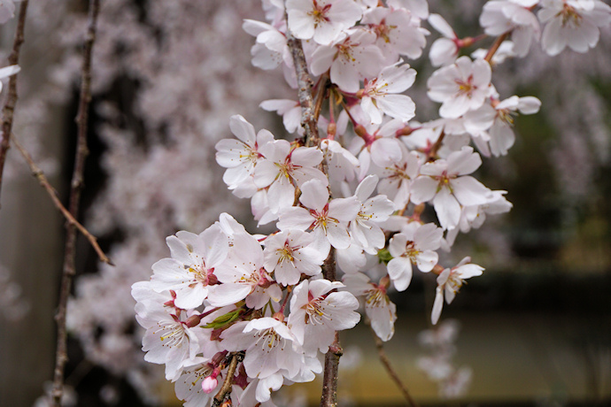 福徳寺のかすみ桜