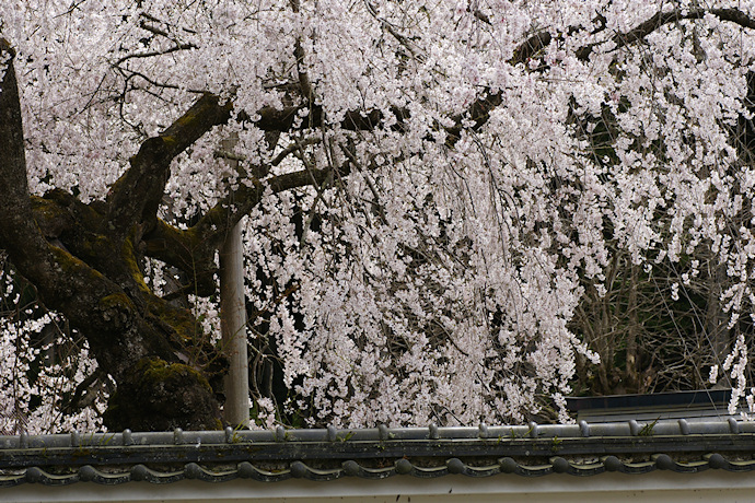 福徳寺のかすみ桜