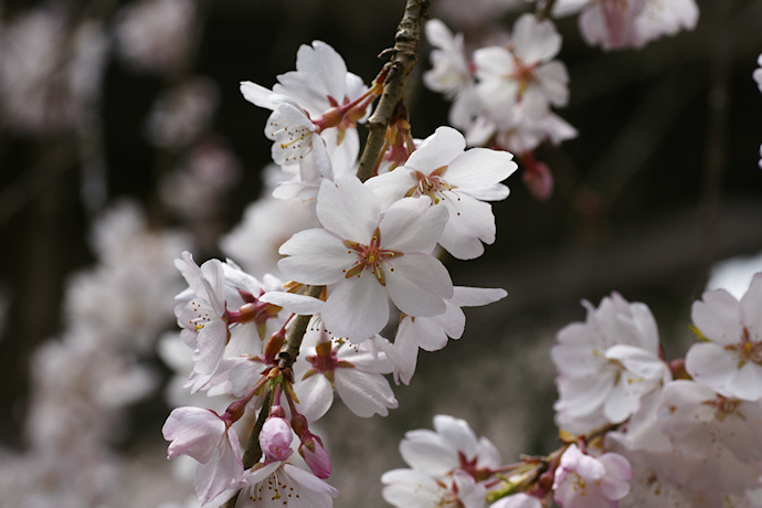 福徳寺のかすみ桜