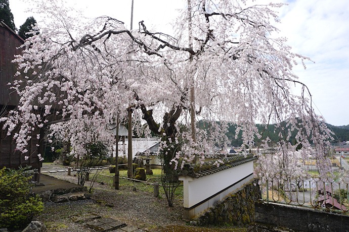 福徳寺のかすみ桜