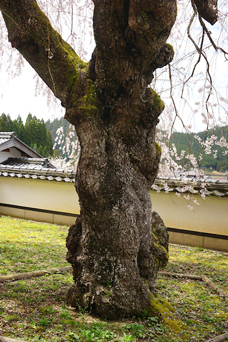 福徳寺のかすみ桜