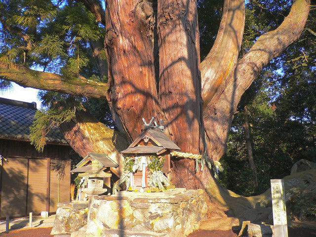 祇園杉（八坂神社のスギ）