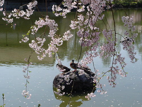 平安神宮の紅枝垂桜と栖鳳池