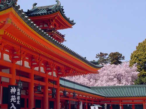 平安神宮の紅枝垂桜