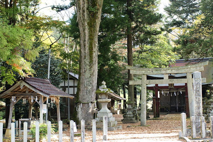 日尾池姫神社のケヤキ