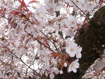 嵐山　平野神社の桜