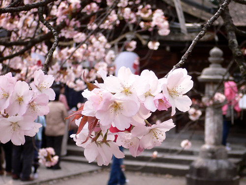 衣笠　平野神社の桜