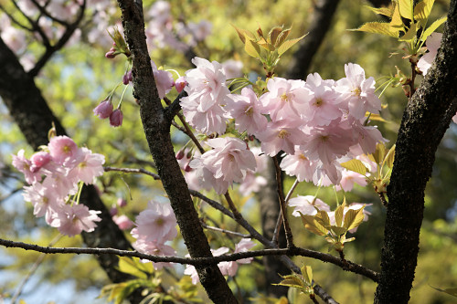 平野撫子　平野神社の桜