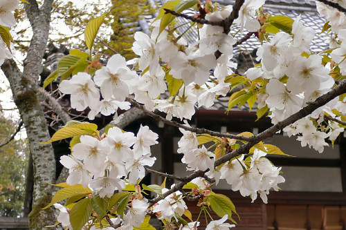寝覚　平野神社の桜