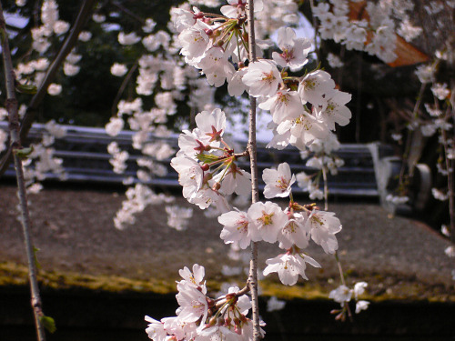 魁　平野神社の桜