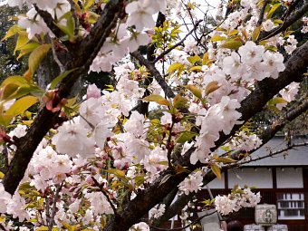 芝山　平野神社の桜