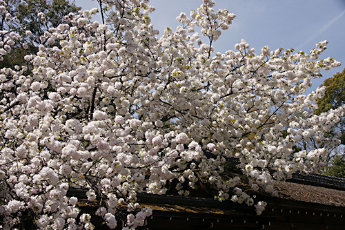 平野神社の桜　白雲