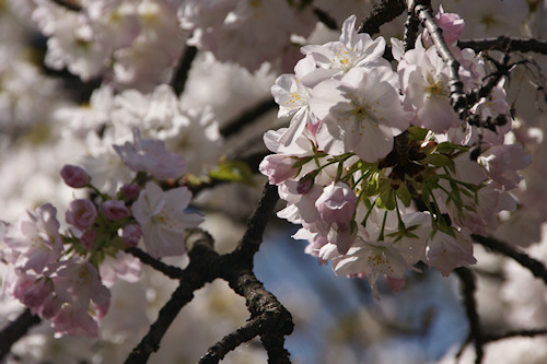平野神社の桜　白雲