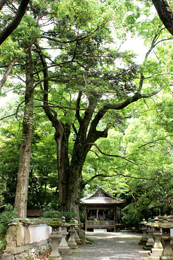 日吉神社のケヤキ