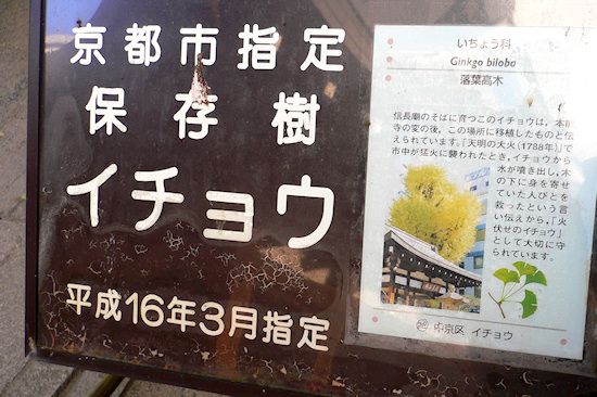 京都市指定保存樹・イチョウの説明板