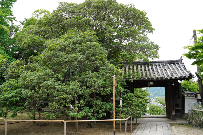 一言寺のヤマモモと山門